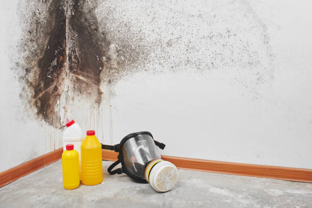 Mold Testing and Removal in Clarksville, TN