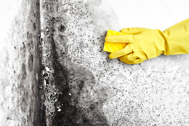 Best Residential Mold Removal  in Clarksville, TN