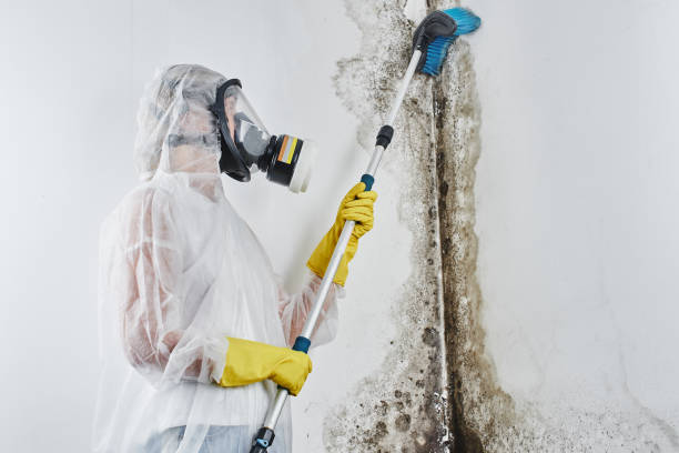 Best Black Mold Removal  in Clarksville, TN