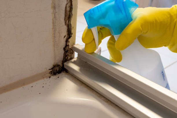 Best Commercial Mold Removal  in Clarksville, TN