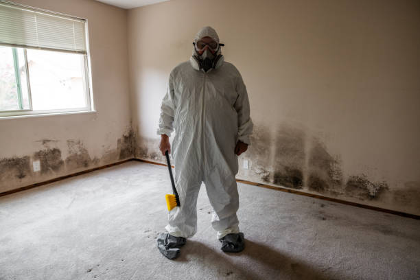 Best Mold Damage Repair  in Clarksville, TN