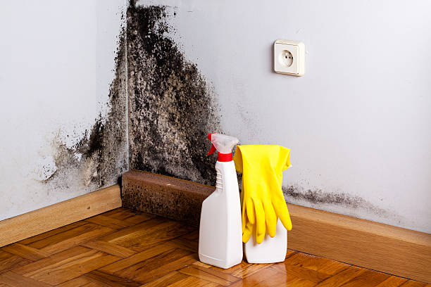 Best Emergency Mold Removal  in Clarksville, TN