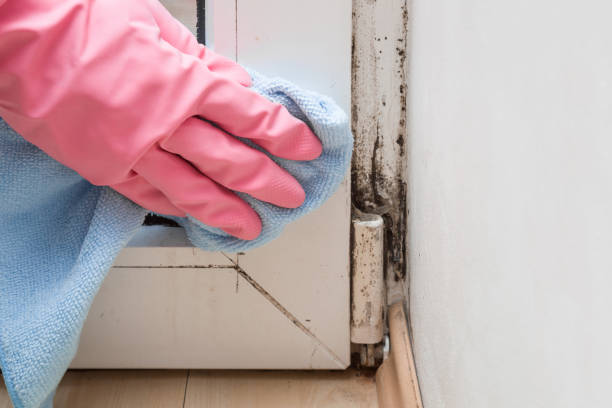 Home Mold Removal in Clarksville, TN